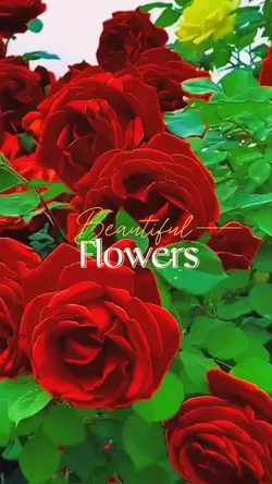 Beautiful Flowers