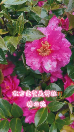オルゴール音源のテンプレート🪴
