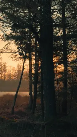 Nature Cinema