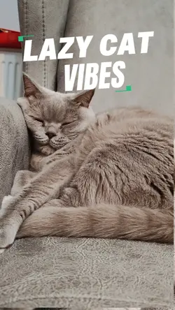 cat template 6klip