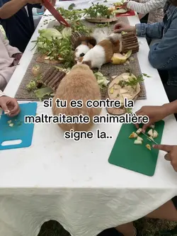 Maltraitance animale
