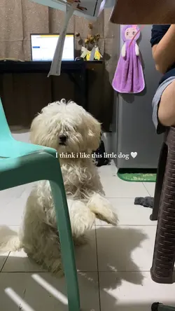 Dog Template