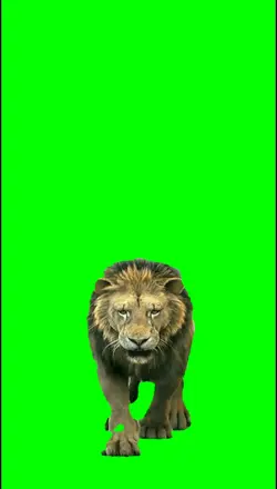 Lion Trend 