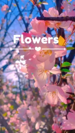 flowers 