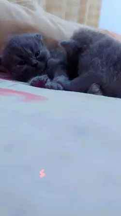Kucing Imut Lucu