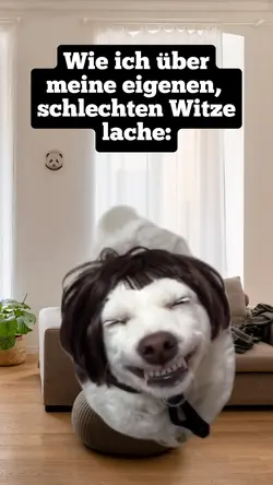 Laughing Dog 