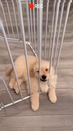 cute and naughty dog