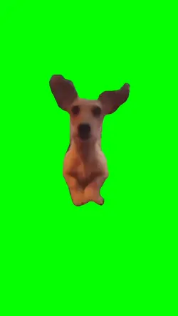 Dog funny dance 