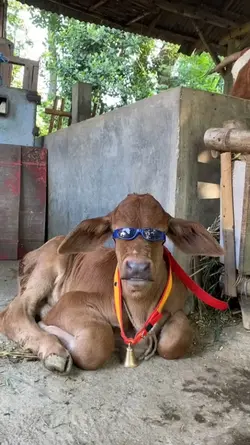 sapi kocak