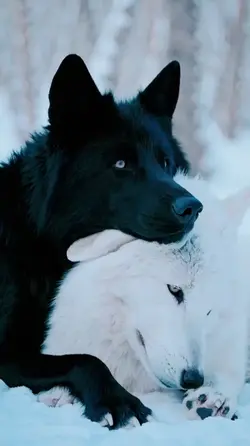 Lobo