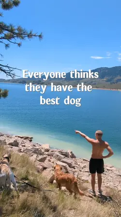 Love dogs
