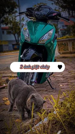 Beett 2 ảnh