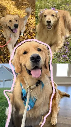 My dog