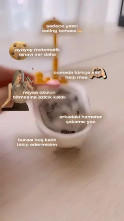 hamster eating 