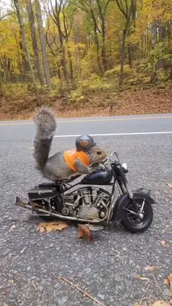 Rider squirrel 
