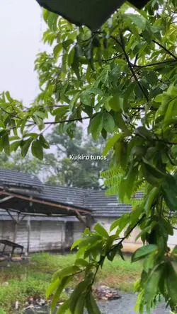 KUKIRA TUNAS KAN 