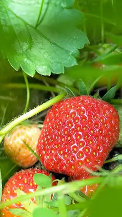 strawberry 