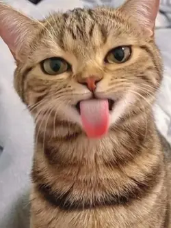 cool cat
