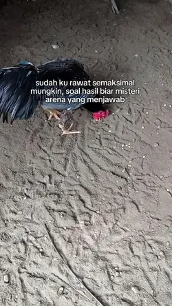 story ayam 