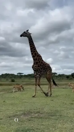 #girafe #CapCut 