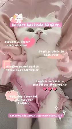 kedilerrr