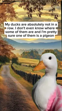 ducks dance meme