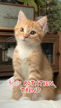 360° rotation trend
