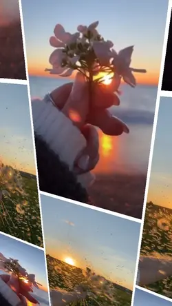 Aesthetic flowers