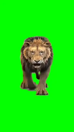 Lion walking meme
