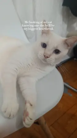 Me knowing at my cat