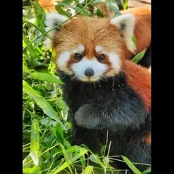 Red panda 