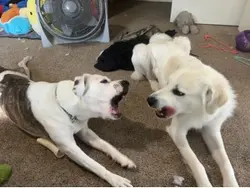 dog❌dawg✅