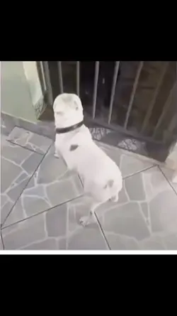 dog dancing