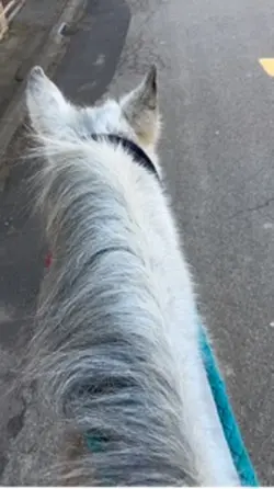Avec les chevaux 🤭