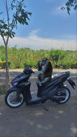 lagi trend 