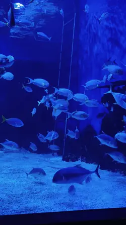 Aquarium Date 