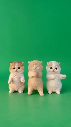 dancing cat 