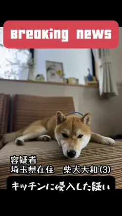 ニュース速報