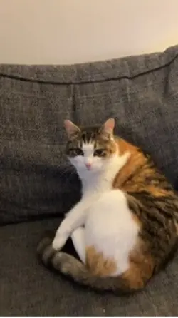 Dancing cat.