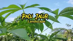 jj pacu jalur