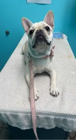 Frenchie