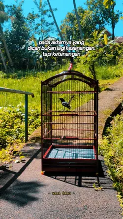 story kicau mania