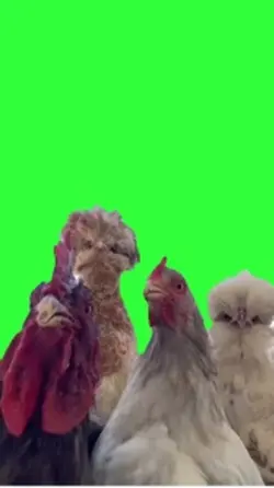 dancing chicken