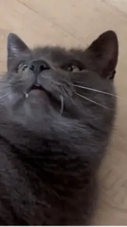 CAT shaking 