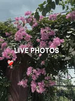 LIVE PHOTOS 