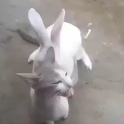 KUCING KELINCI KAWIN