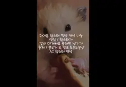 햄스터 영상 나눔 양식 출처만