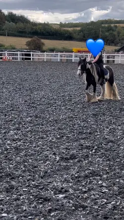 Horse slow mo
