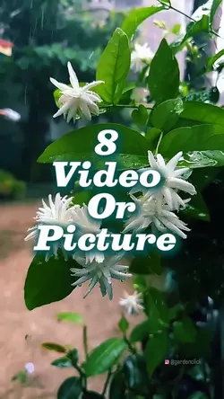 8 video new template