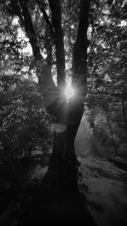 WOODLAND 